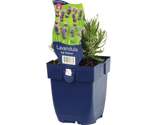 Levanduľa ''Hidcote'' v kvetináči