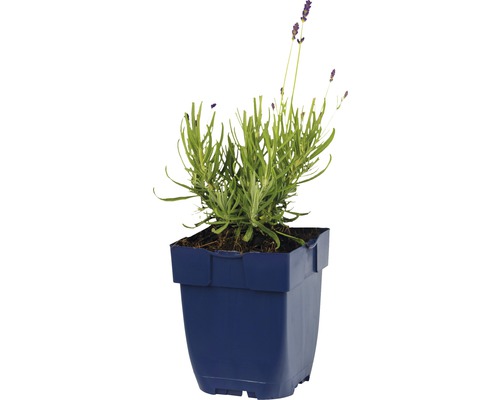 Levanduľa v modrom kvetináči