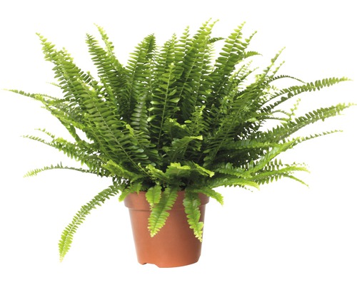 Nefrolepka vznešená FloraSelf Nephrolepis exaltata 'Green Lady' 40-50 cm kvetináč Ø 17 cm