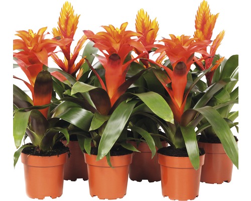 Bromélia FloraSelf Bromelia kultivar výška 43-53 cm kvetináč Ø 12 cm červená 1 ks, rôzne druhy