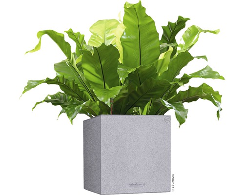 Papraď vtáčieho hniezda v sivom kvetináči