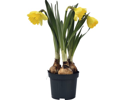 Narcis FloraSelf Narcissus pseudonarcisssus 'Kiss Me' Ø 9 cm kvetináč