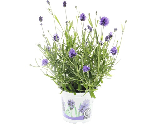 Levanduľa FloraSelf Lavandula angustifolia ‘Thumbelina‘ kvetináč Ø 11 cm