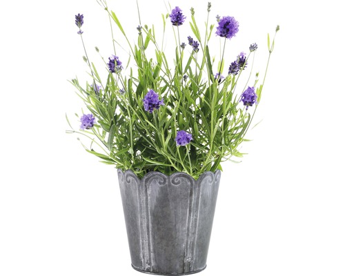 Levanduľa v dekoratívnom kvetináči