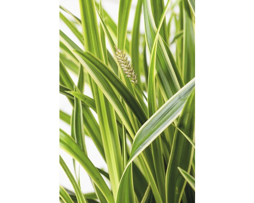 Ostrica ošimenská bielo panašovaná FloraSelf Carex oshimensis 'Everest' výška 5-30 cm kvetináč 3 l