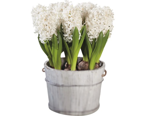 Hyacinty v dekoratívnom vedierku