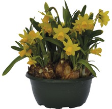 Narcis FloraSelf Narcissus pseudonarcissus 'Tete a Tete' Ø 16 cm kvetináč-thumb-0