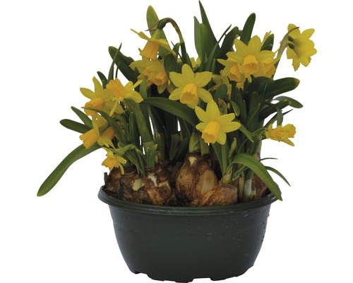 Narcis FloraSelf Narcissus pseudonarcissus 'Tete a Tete' Ø 16 cm kvetináč-0