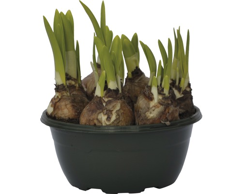 Cibuľky narcisov v kvetináči