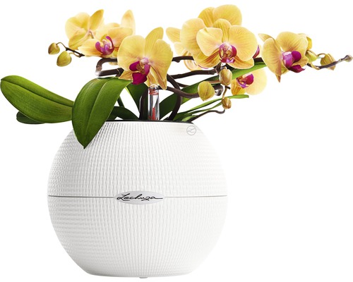 Žltá orchidea v bielom kvetináči Lechuza