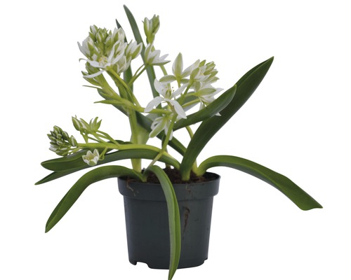 Ornithogalum biele rastlina v kvetináči