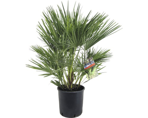 Palmička nízka Chamerops humilis výška 80 cm kvetináč Ø 21 cm