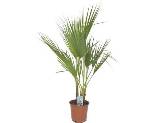 Palma petticoat FloraSelf Washingtonia robusta 80 cm kvetináč Ø 21 cm