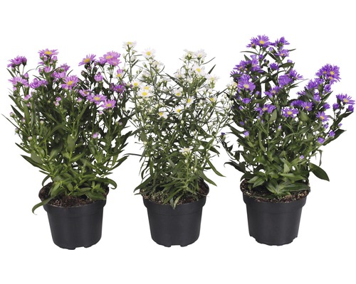 Tri astry v kvetináčoch s fialovými a bielymi kvetmi