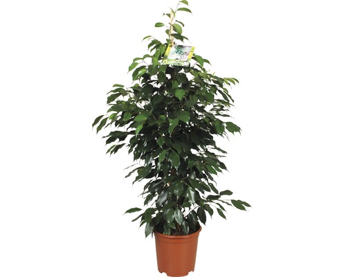 Fikus benjamín FloraSelf Ficus benjamina 'Danielle' výška 110 cm kvetináč Ø 21 cm