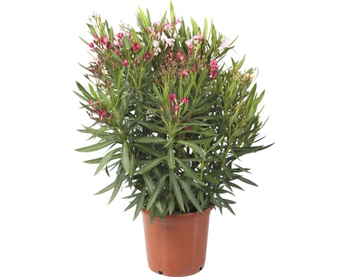 Oleander Tricolor FloraSelf Nerium oleander výška 40-60 cm kvetináč Ø 25 cm