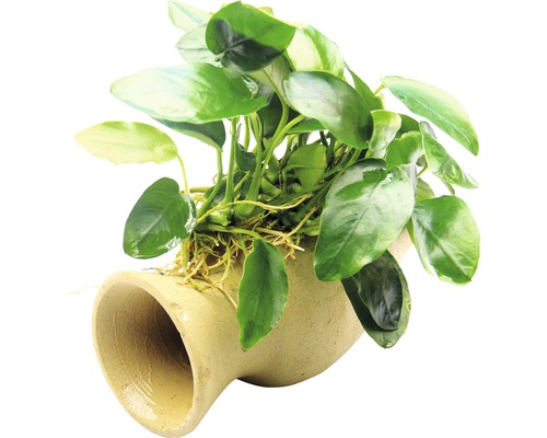 Vodná rastlina Amfora s Anubias nana Akvarijná rastlina na keramickej dekorácii