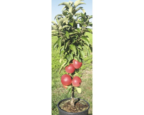 Jabloň v kvetináči s jablkami