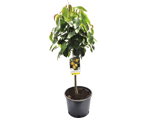 Hruška trpasličia Pyrus communis 'Delsanne' kmeň 40 cm celková výška cca 60-80 cm kvetináč 7,5 l