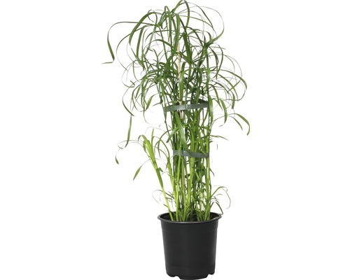 Šachor striedavolistý FloraSelf Cyperus alternifolius výška 45-55 cm kvetináč Ø 14 cm