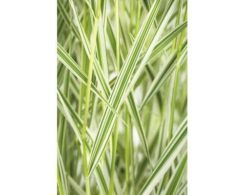 Chrastnica rákosovitá FloraSelf Phalaris arundinacea 'Feesey' 10-30 cm kvetináč 14 cm