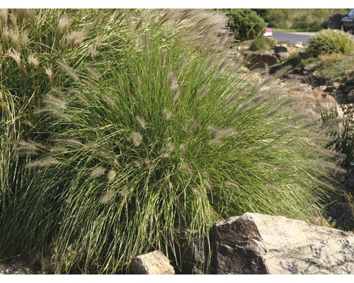 Trsy trávy v záhrade