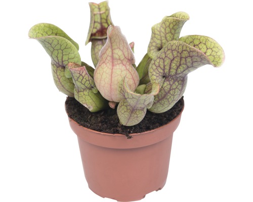 Špirlica mäsožravá rastlina FloraSelf Sarracenia 18-40 cm kvetináč Ø 9 cm 1 ks, rôzne druhy