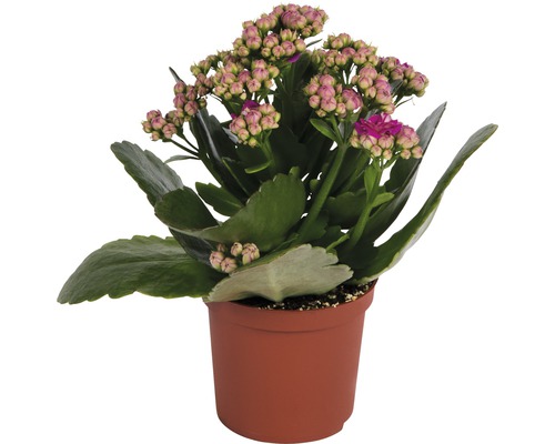 Kolopejka vďačná FloraSelf Kalanchoe blossfeldiana 10-15 cm Ø 7 cm kvetináč 1 ks, rôzne farby