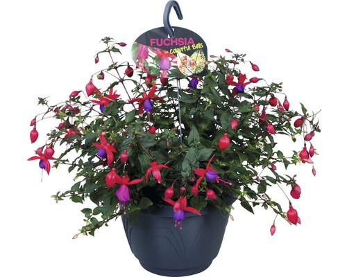 Fuchsia závesný kvetináč Ø 21 cm FloraSelf Fuchsia kultivar 1 ks, rôzne druhy