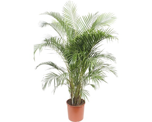Palma Dypsis lutescens FloraSelf Dypsis lutescens 170-190 cm kvetináč Ø 34 cm Zlatá palma v kvetináči ako izbová rastlina
