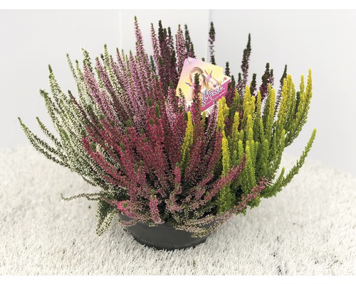 Vres obyčajný FloraSelf Calluna vulgaris 'Beauty Ladies High Five' kvetináč Ø 23 cm, 1 ks rôzne farby