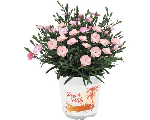 Klinček trvalka 'Peach Party' FloraSelf kvetináč Ø 10,5 cm