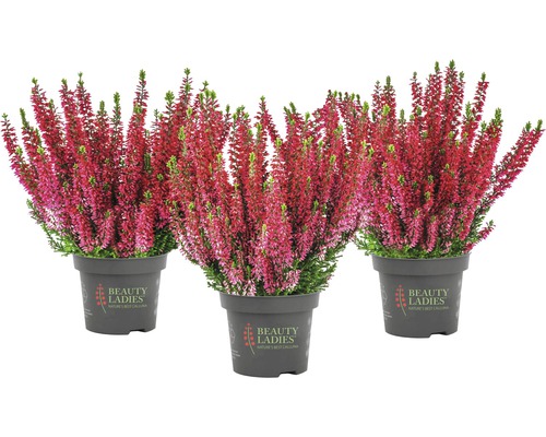 Tri rastliny vresu v kvetináči