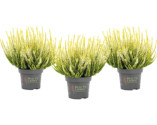 Tri vresy v kvetináči