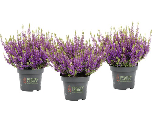 Tri kvetináče s fialovými kvetmi vresu