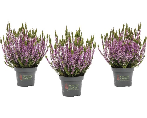 Vres obyčajný mix FloraSelf Calluna vulgaris 'Beauty Ladies' kvetináč Ø 11 cm 1 ks, rôzne druhy