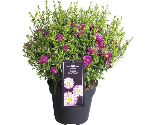 Astrička nízka FloraSelf Aster dumosus 'Pink Topas' výška 40-45 cm kvetináč Ø 17 cm