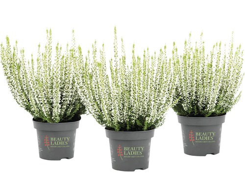 Tri hrnkové rastliny vres s bielymi kvetmi