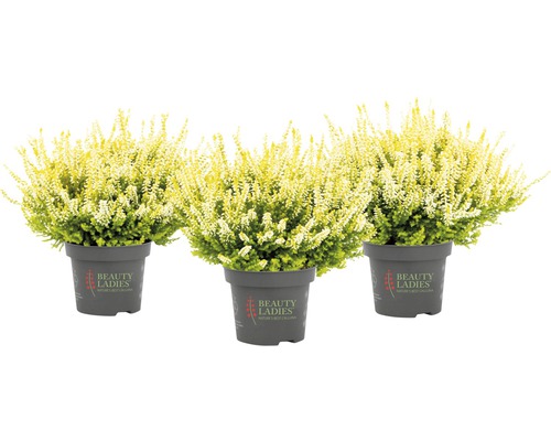 Tri rastliny vresu v kvetináči