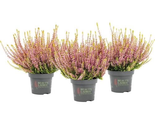 Tri vresy obyčajné v kvetináčoch