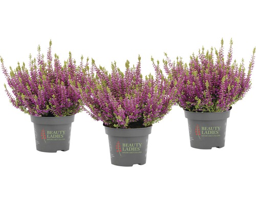 Tri črepníkové vresy s fialovými kvetmi