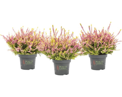 Tri vresy v kvetináči