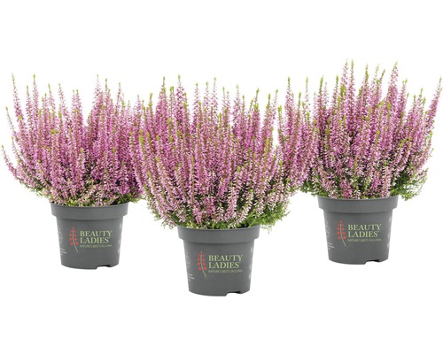 Tri vresy v kvetináčoch