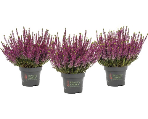 Tri kvetináče vresu s fialovými kvetmi