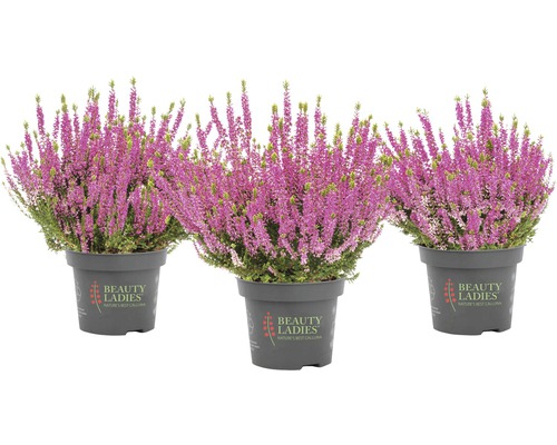 Tri vresy v kvetináči