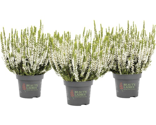 Tri rastliny vresu v kvetináči