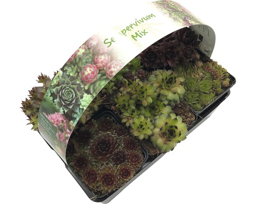 Skalnica mix v kvetináči