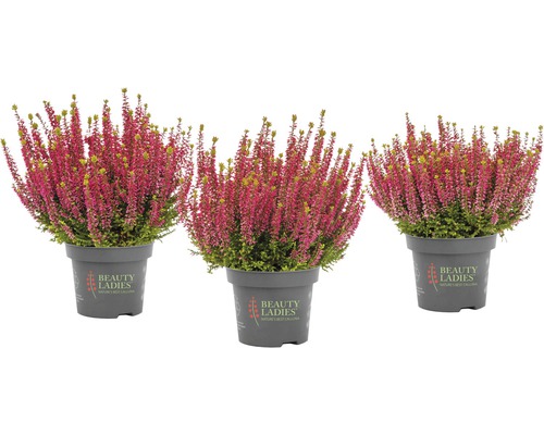 Tri rastliny vresu v kvetináči