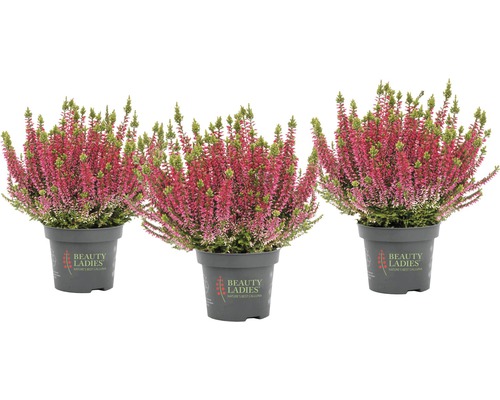 Tri vresy obyčajné v kvetináči