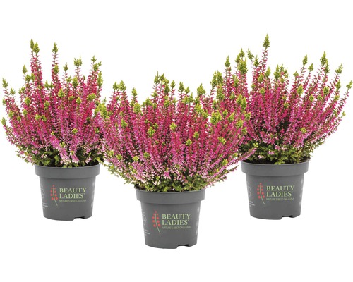 Tri rastliny vresu Erica v kvetináči